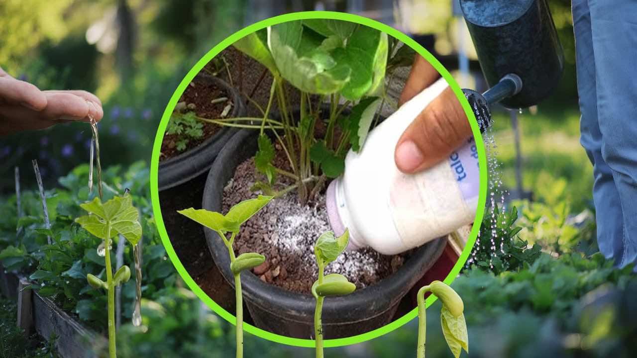 Borotalco nelle piante