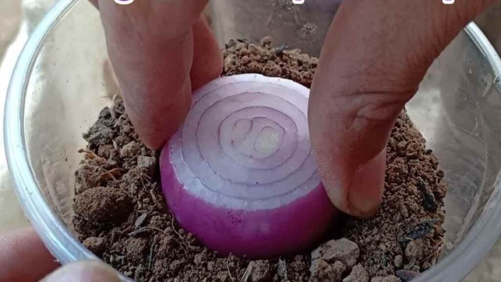 Cipolle nel bicchiere