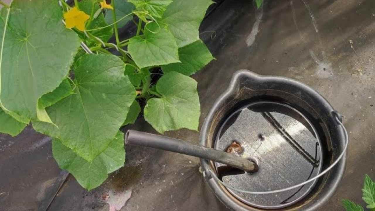 Composto per piante