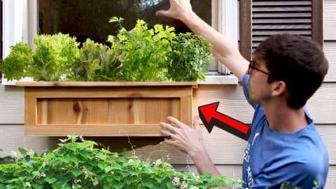 DIY Window Boxes 480x270 1