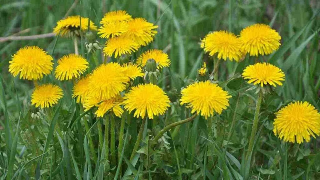 Fiore prezioso per la salute