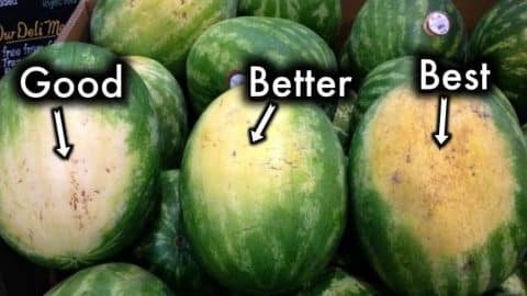 How to Pick the Sweetest Watermelon Every Single Time 480x270 1