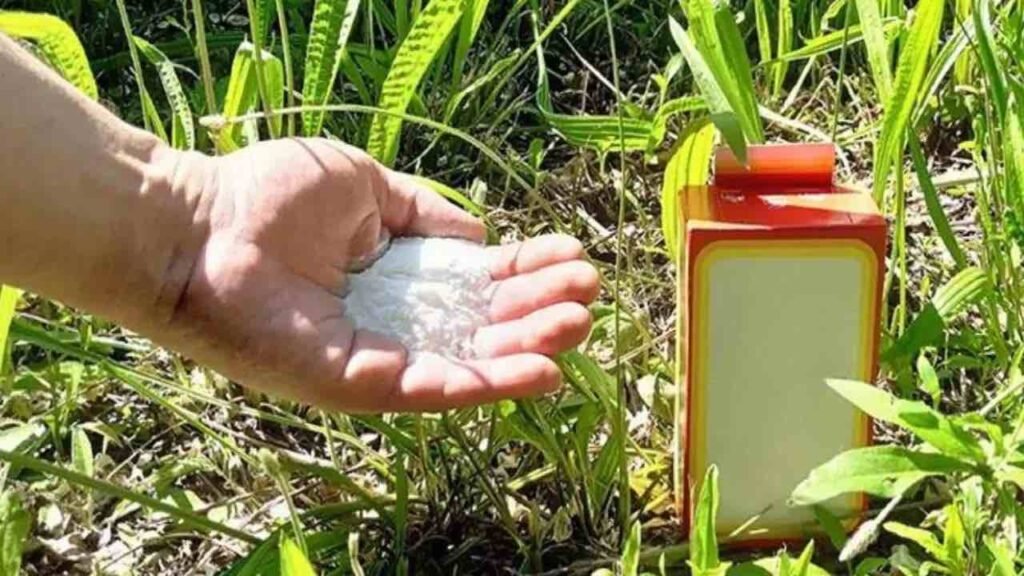 Manciata ingrediente