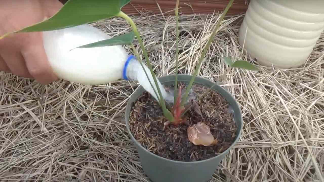 Potente fertilizzante casalingo