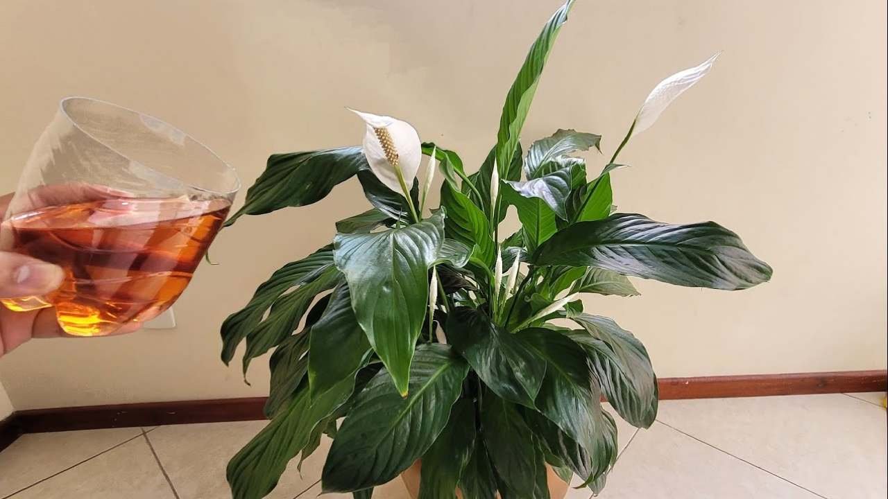 Rimedio giglio della pace