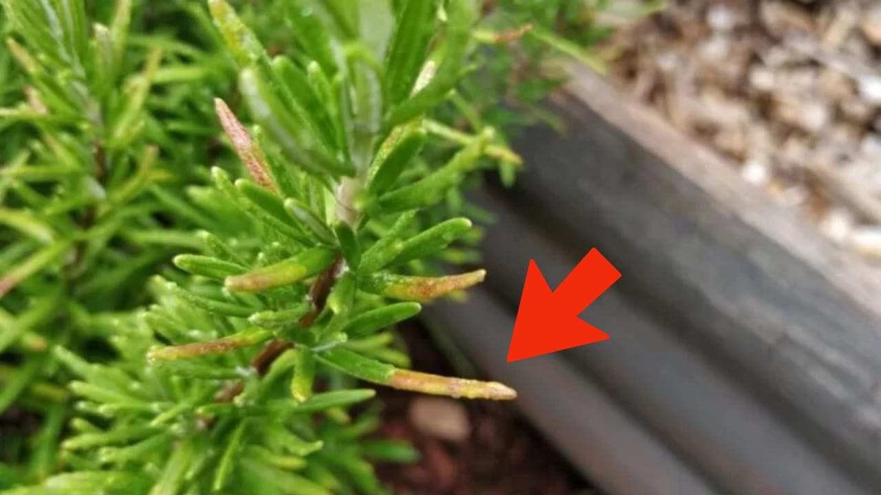WISSEN SIE, WARUM ROSMARIN GELBE BLÄTTER HAT? GÄRTNER VERRATEN DEN