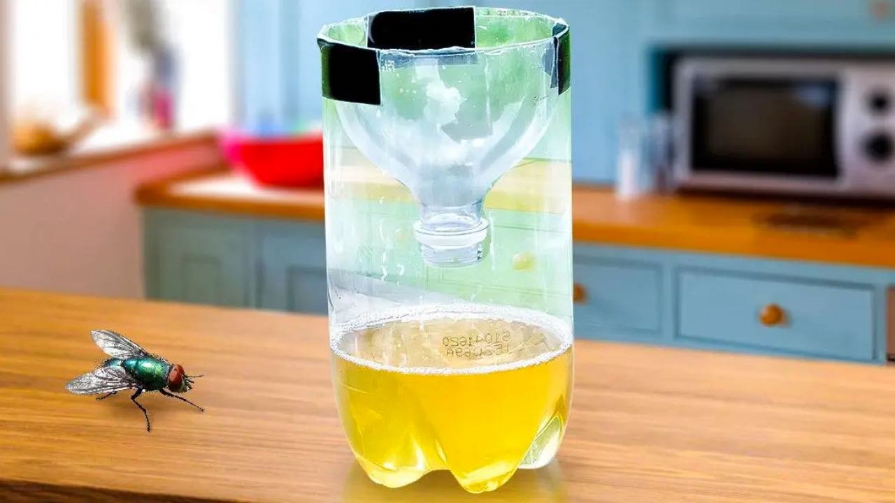 bottiglia e mosca in cucina