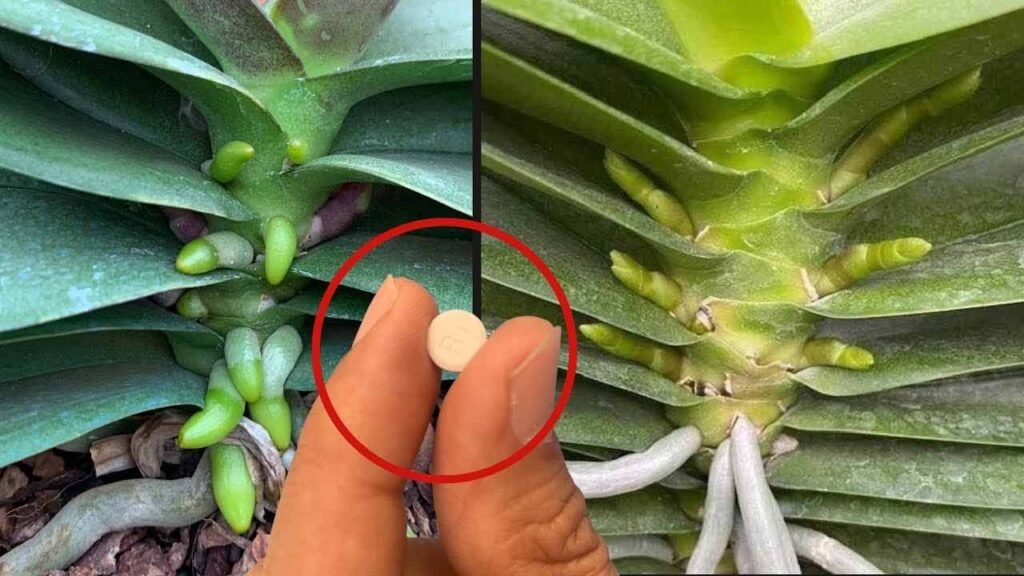 capsula nelle pianta