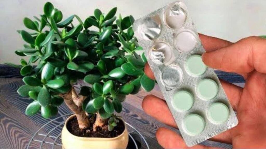 come curare albero dei soldi