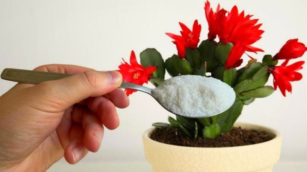 fioritura con 1 ingrediente