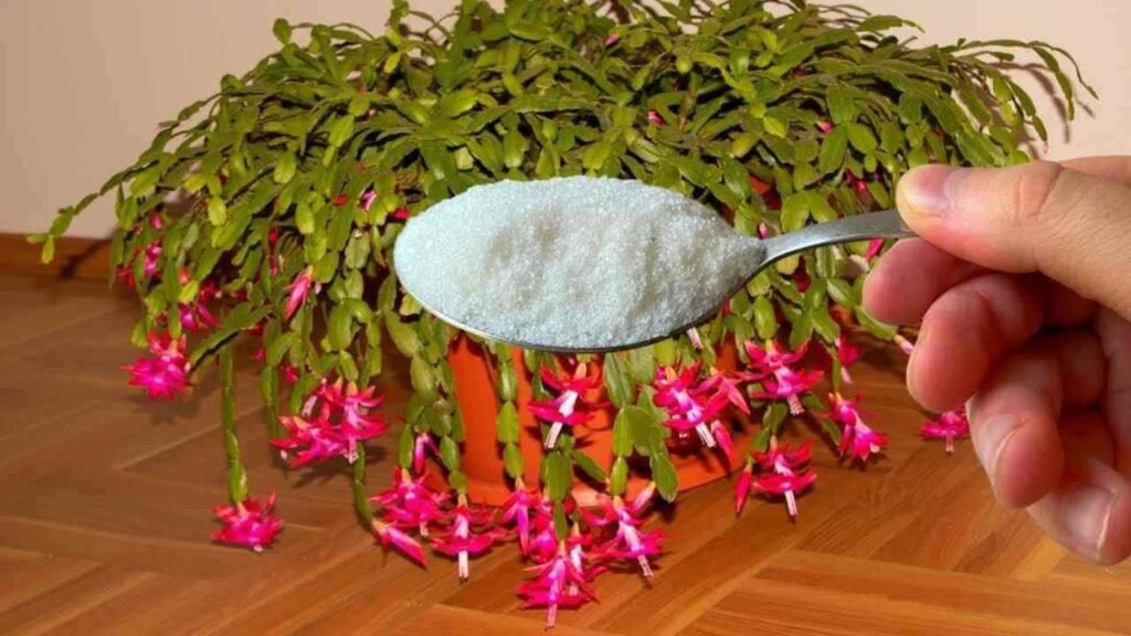 fioritura rapida piante