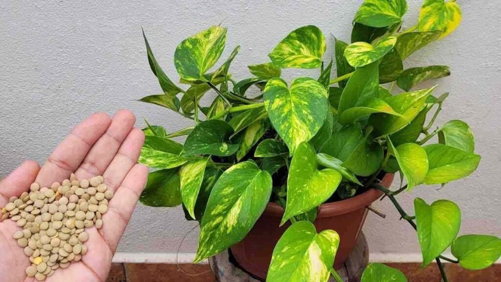 pianta ingrediente per fertilizzare