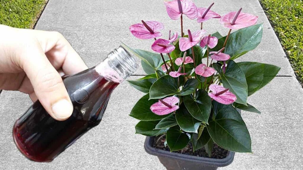 versare ingrediente nelle piante