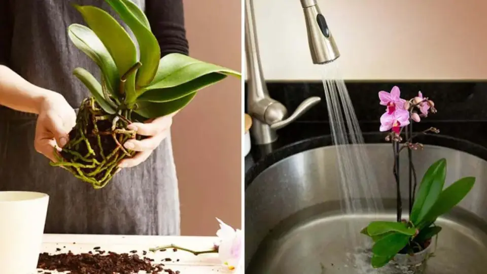 Comment faire refleurir une orchidee 1200x628 1 960x540 1