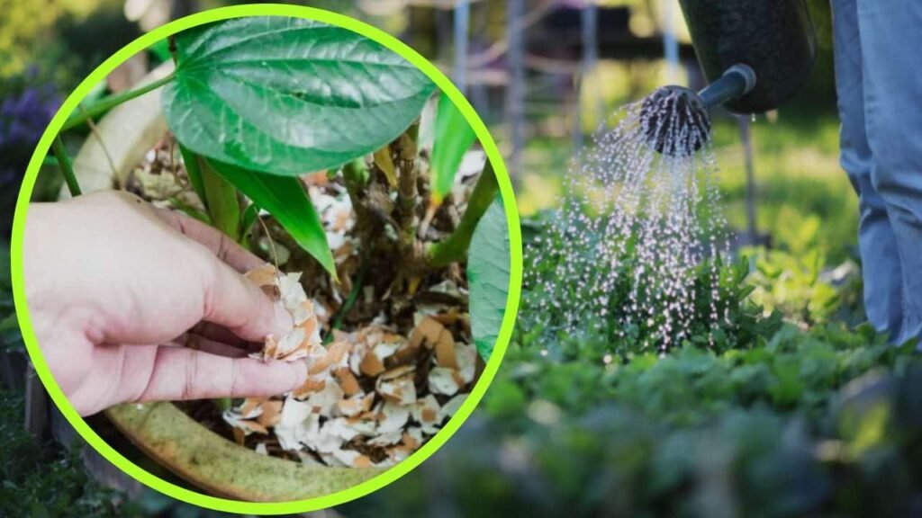 Gusci di uovo nelle piante