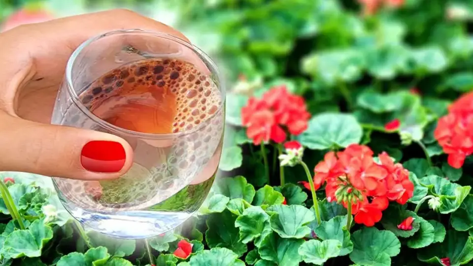 Lastuce des jardiniers pour faire pousser les plantes en quelques jours002000 1200x628 1 960x540 1