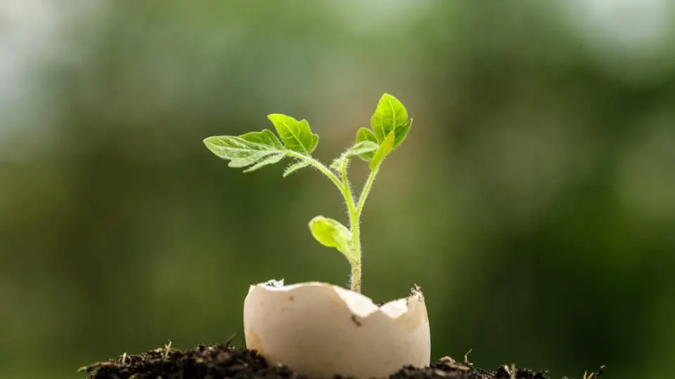 coquille oeuf jardin 1220x600 1 960x540 1