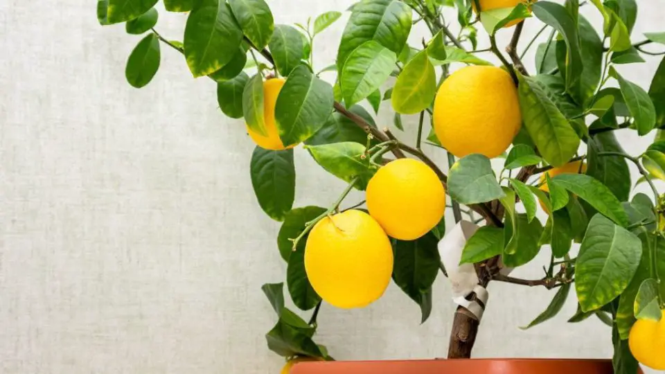cultiver citronnier pot 1220x600 1 960x540 1
