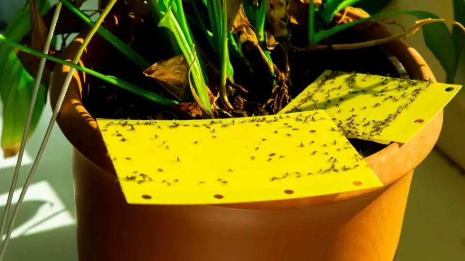 eliminer moucherons 1220x600 1 960x540 1