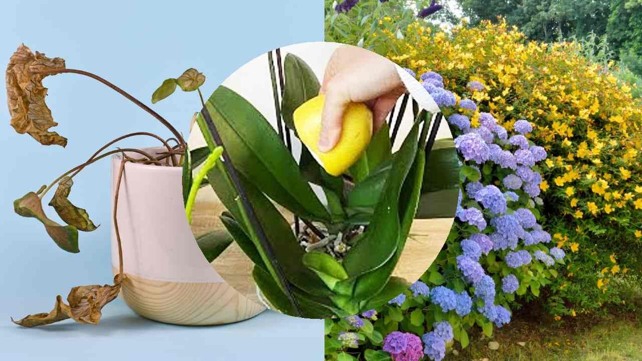 limone piante benefici