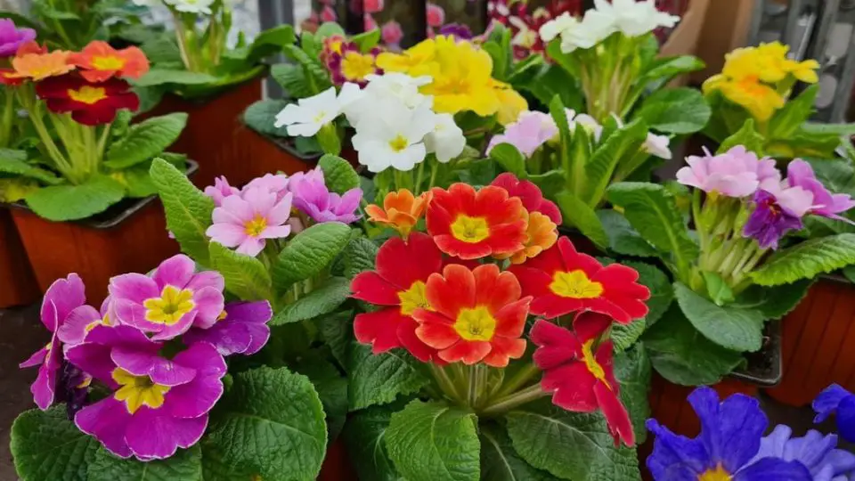 plante vivace jardin la primevere 1220x600 1 960x540 1