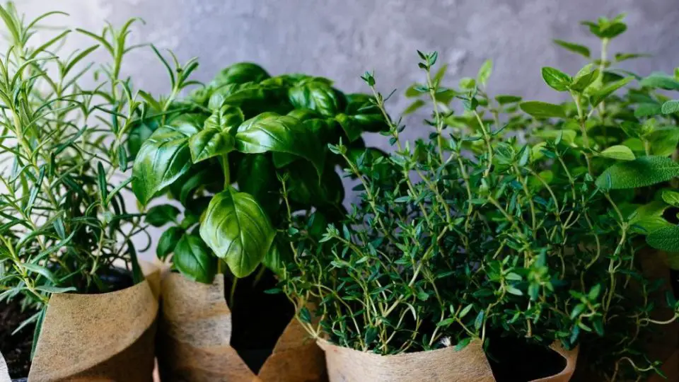 plantes aromatiques appartement 1220x600 1 960x540 1