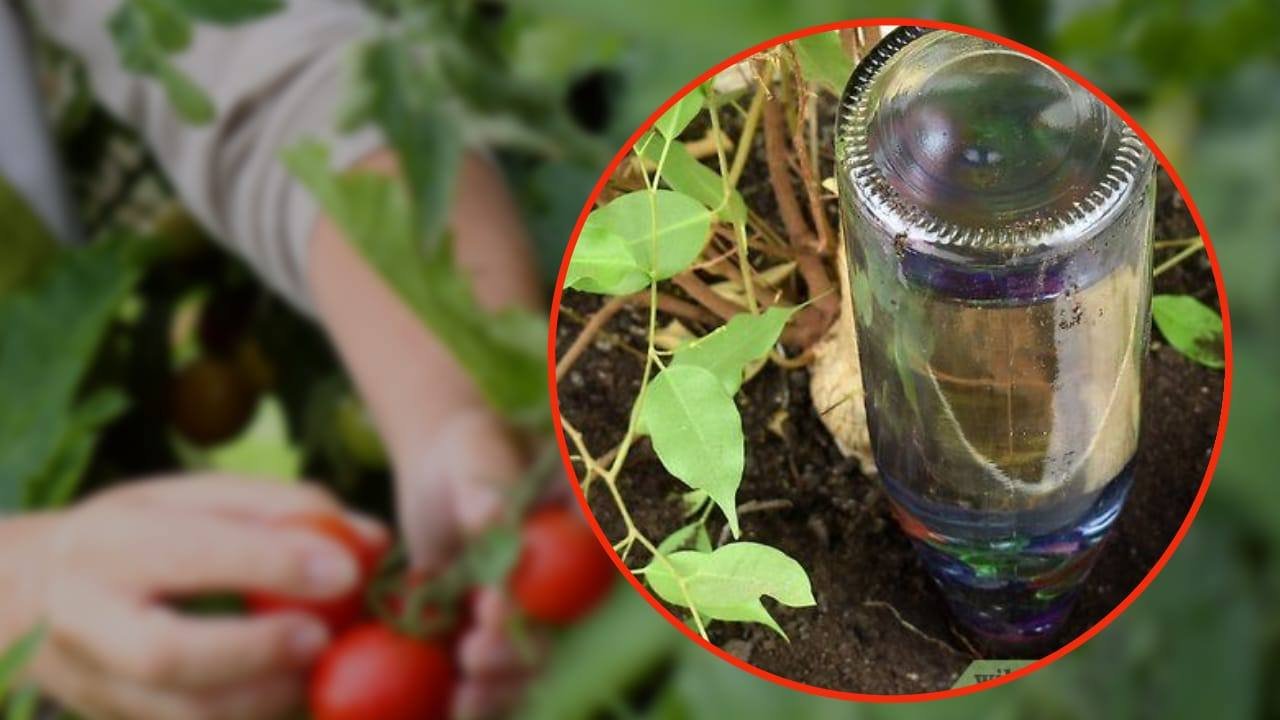 vino orto irrigazione