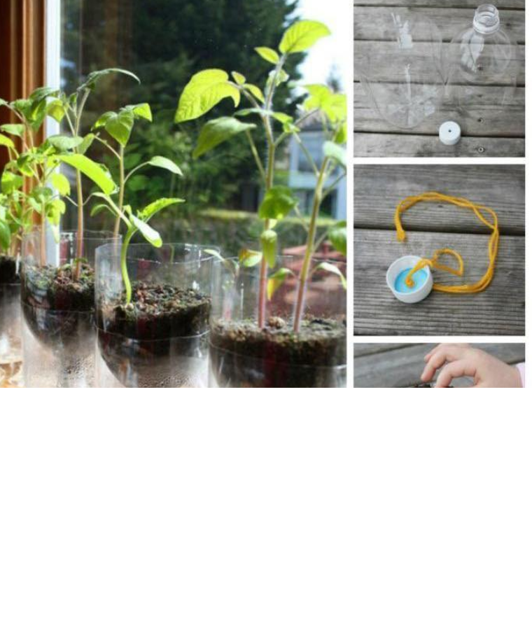 httpsjardineriasabia.comindex.php20230916un consejo inusual pero eficaz para cultivar tomates bonitos 36