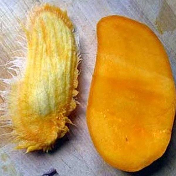 mango1