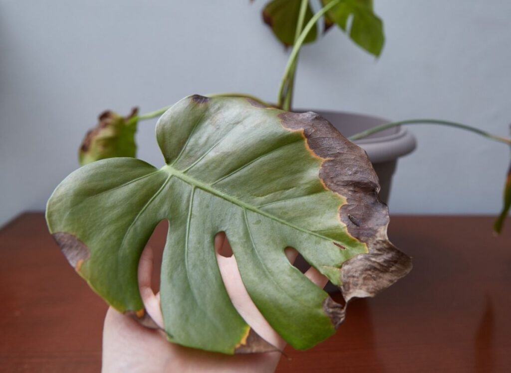 156005c5baf40ff51a327f1c34f2975b acfa91c59cd0d7eb4b1de490585fd8db 1200x876 1