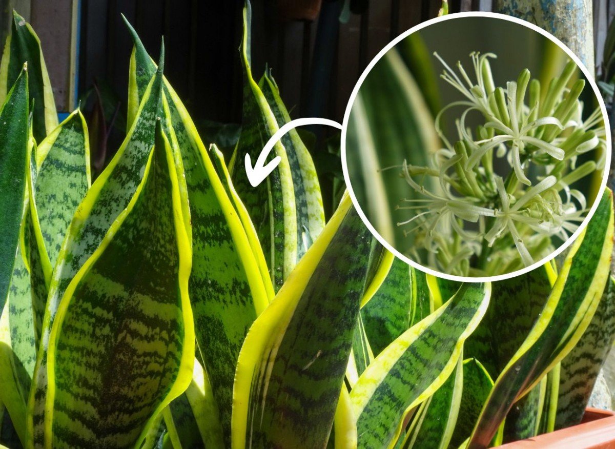 18e2999891374a475d0687ca9f989d83 33e4086d204e5b7c30ddd72f1bd1a77b 1200x876 1