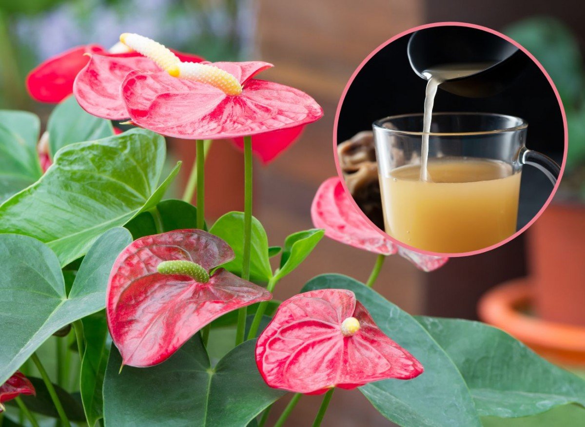 20c5d1cf5d9ef85b57c5a92f4038b116 f7b59c7d16cabc43170d2ea9d9443fe7 1200x876 1