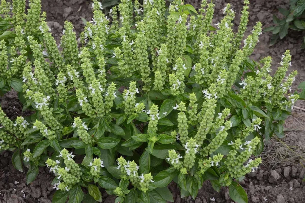 27 4