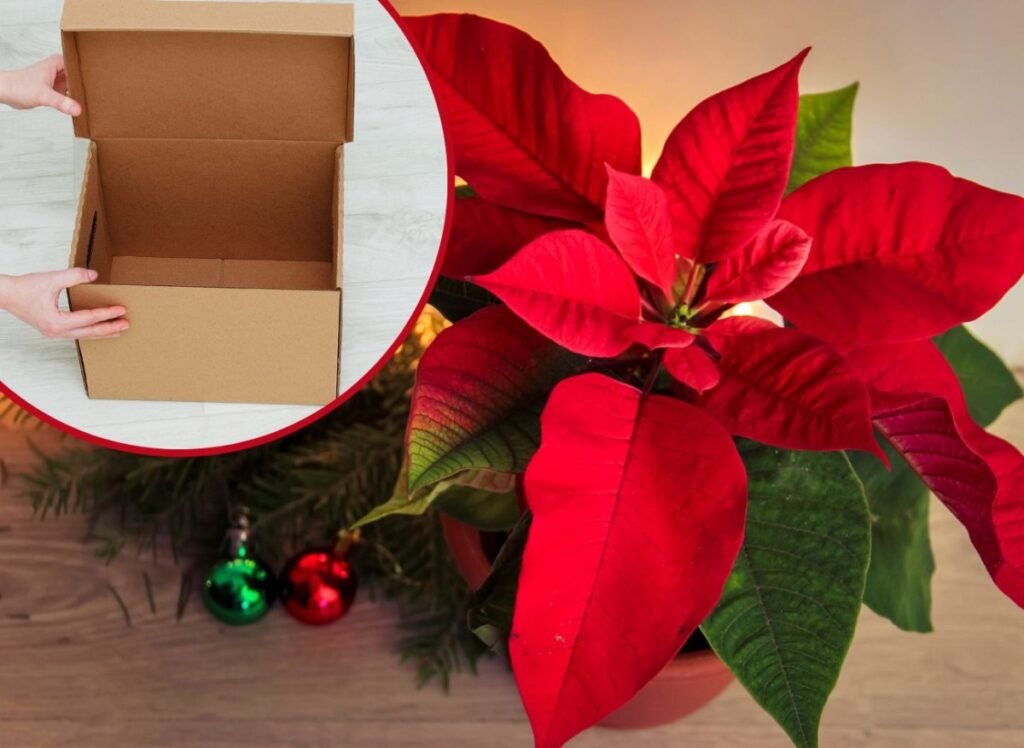 285b367df9c9d53238810831cc91f1fe d081e0431dd148bafa9aa7a66e4c21c5 1200x876 1