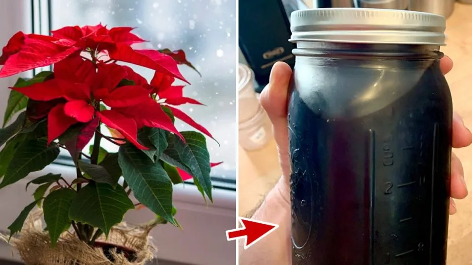 5 fertilizzanti naturali stelle di natale 1 960x540 1