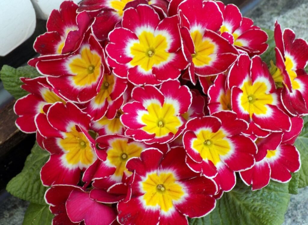 6565937158d1d2daa6127e6b3d0d6584 8da9c803615e505f0ad099a9714581e6 1200x876 1