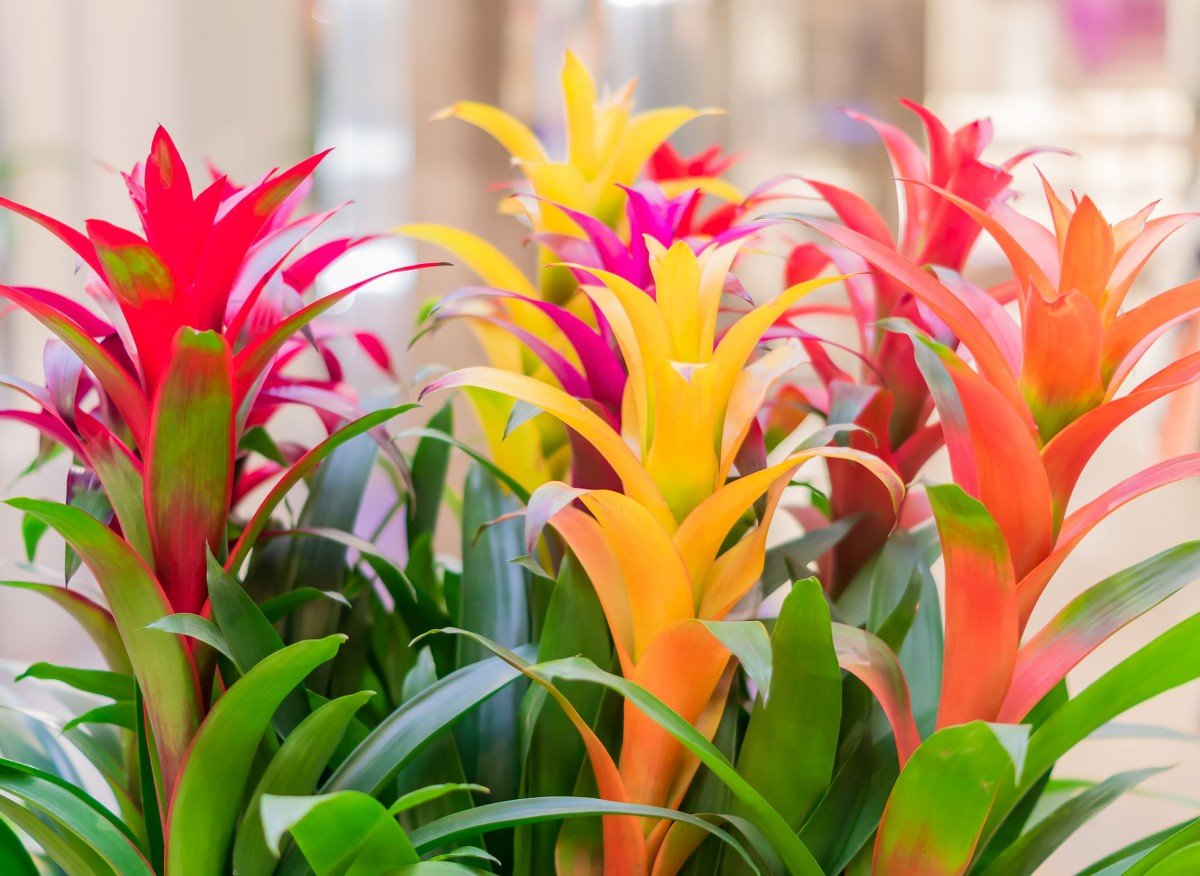 7295bd594c1b4779f6ed3d8e6889ec69 1c889f67ecee553f578deb878f2caf58 1200x876 1