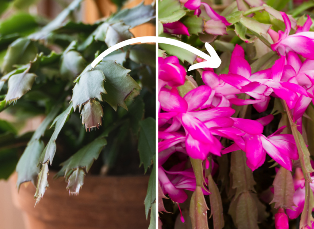 852b160a13446b01adb06f9ba20c6bc4 a5640f9fd3d1da302edd989c158c6b05 1200x876 1