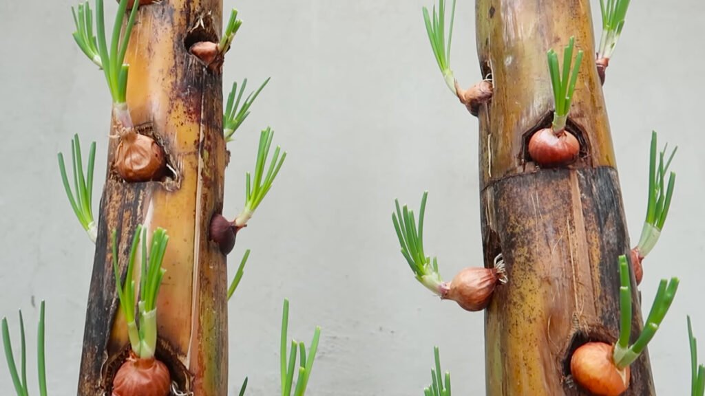 Amazing Idea Growing Onions on Banana Tree Trunk a Miracle Happened 5