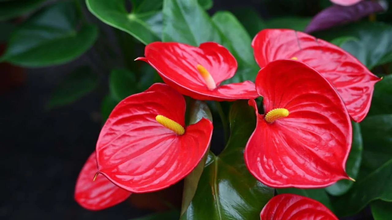 Anthurium 1
