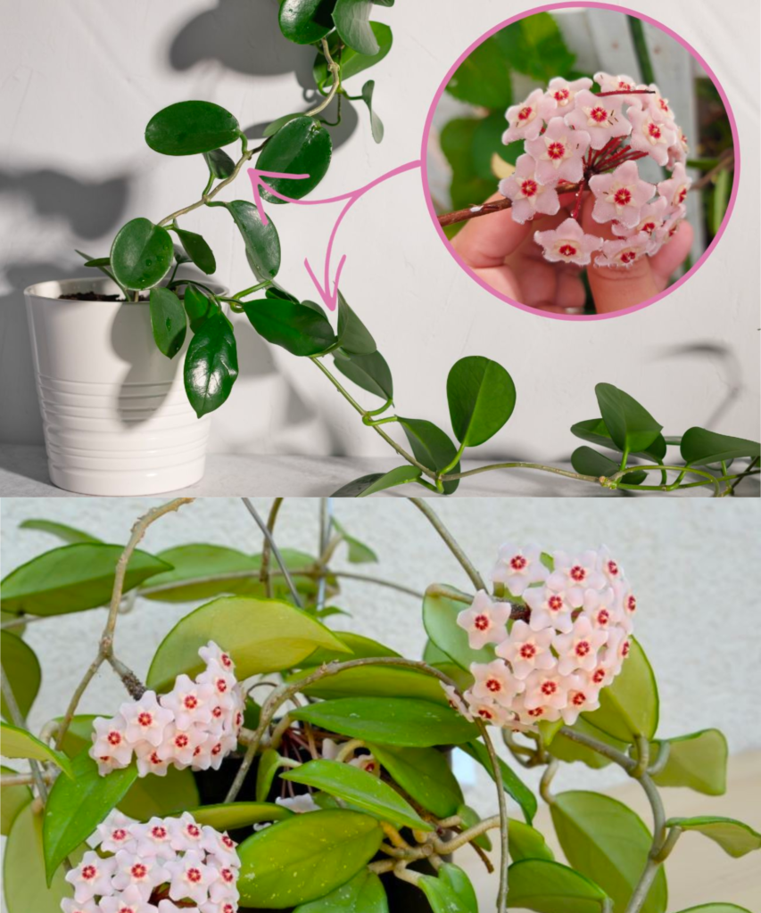 DIY Laundry Soap 2024 02 22T000627.544