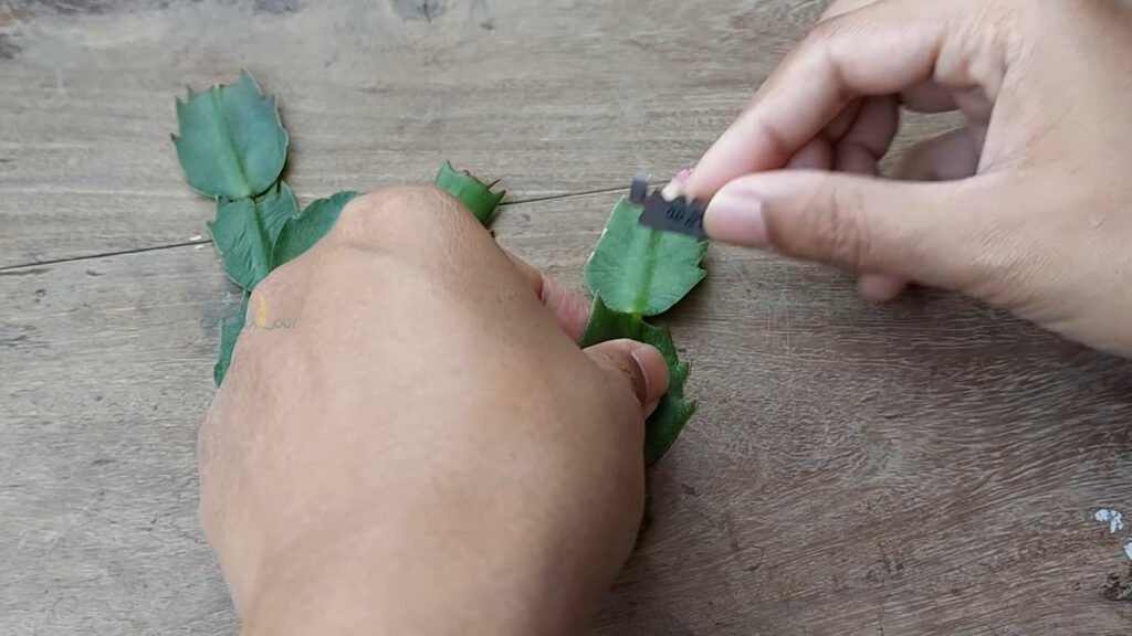EASIEST SUCCESSFUL Way to Propagate Christmas Cactus Plant from Cuttings at Home