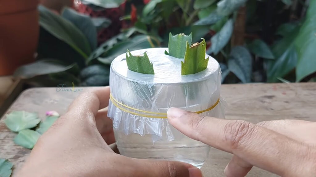 EASIEST SUCCESSFUL Way to Propagate Christmas Cactus Plant from Cuttings at Home 2