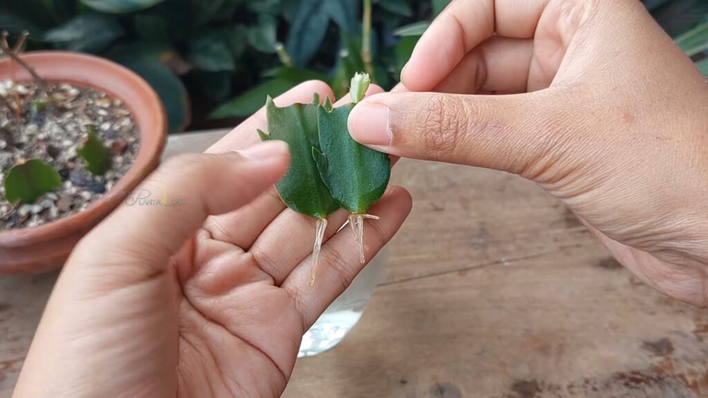 EASIEST SUCCESSFUL Way to Propagate Christmas Cactus Plant from Cuttings at Home 3
