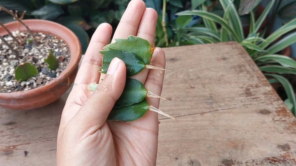 EASIEST SUCCESSFUL Way to Propagate Christmas Cactus Plant from Cuttings at Home 4