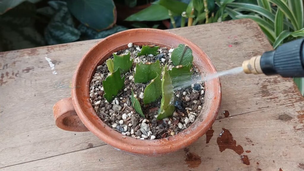 EASIEST SUCCESSFUL Way to Propagate Christmas Cactus Plant from Cuttings at Home 5
