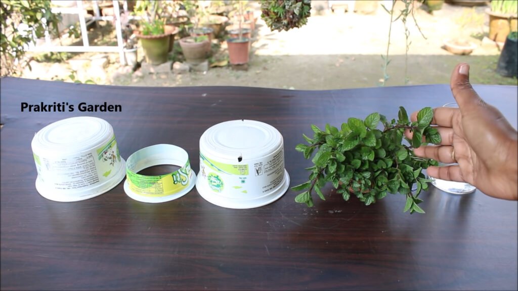 Grow Mint at home in water Pudina उगाने का सबसे आसान तरीका Mint in hydroponic system