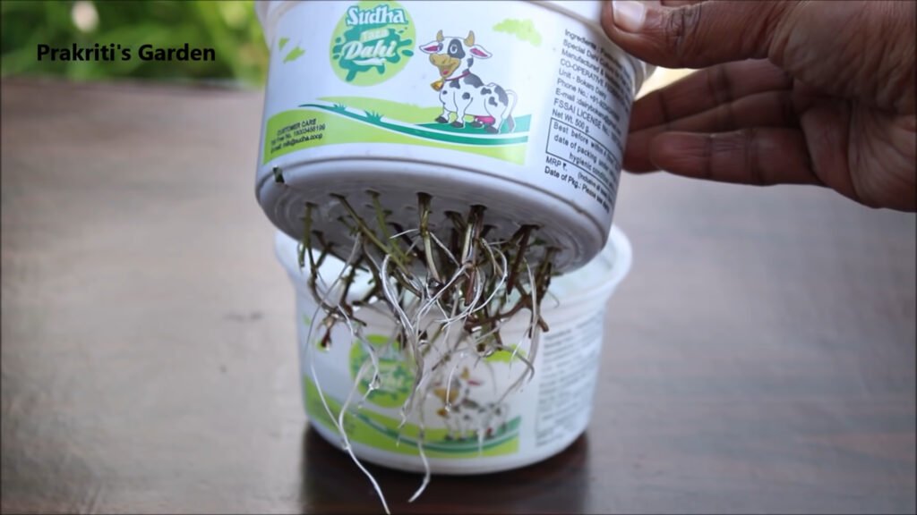 Grow Mint at home in water Pudina उगाने का सबसे आसान तरीका Mint in hydroponic system 3
