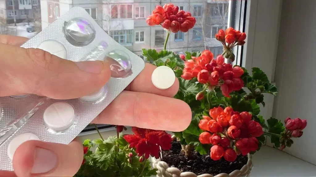 Sveglia le tue piante 1