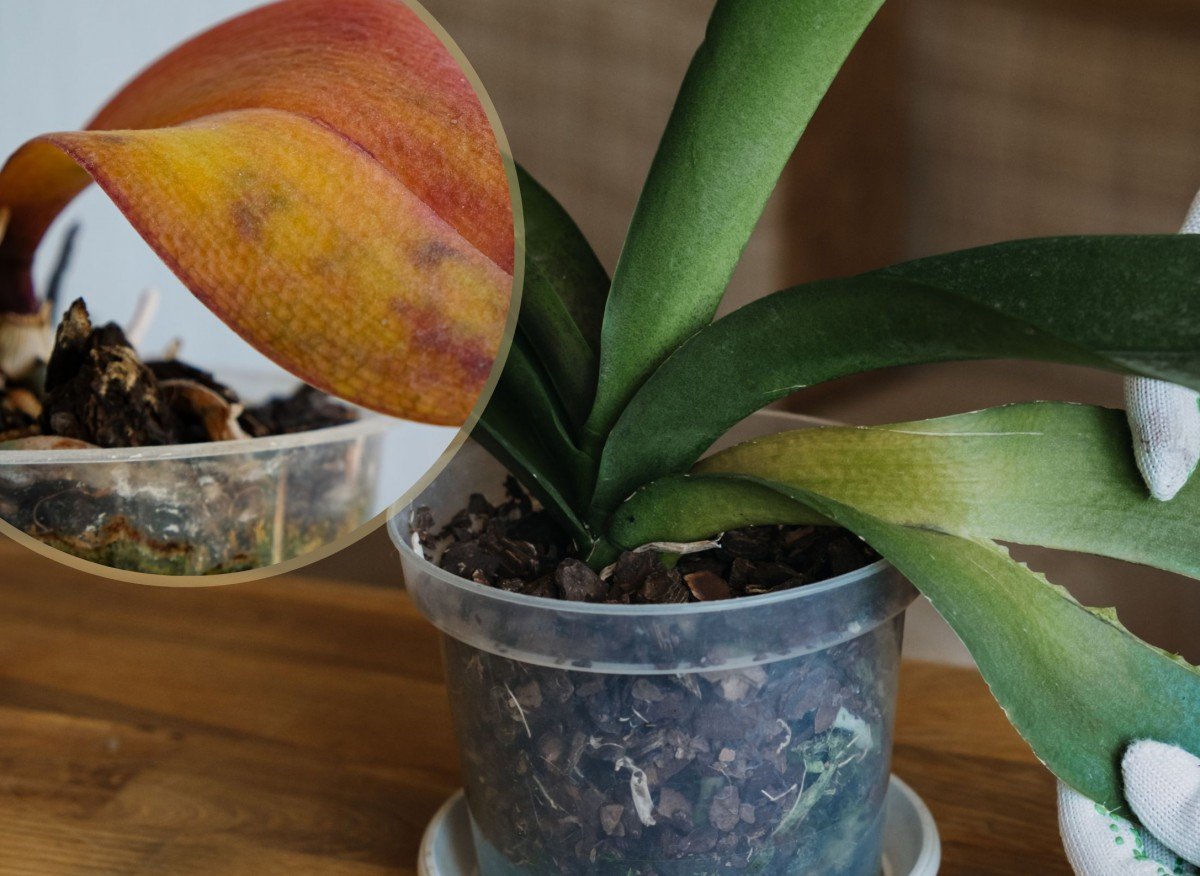 a2d1220e42b8abac12c2b10b85b26e7b 05f09c71b48fbe69c525f6a275850dbb 1200x876 1